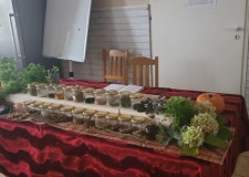 Przejdź do - Zastosowanie%20ziół%20w%20życiu%20codziennym